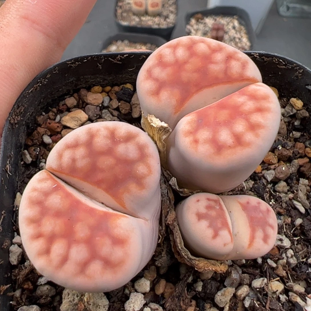 9.4好看的多肉脱土发货670