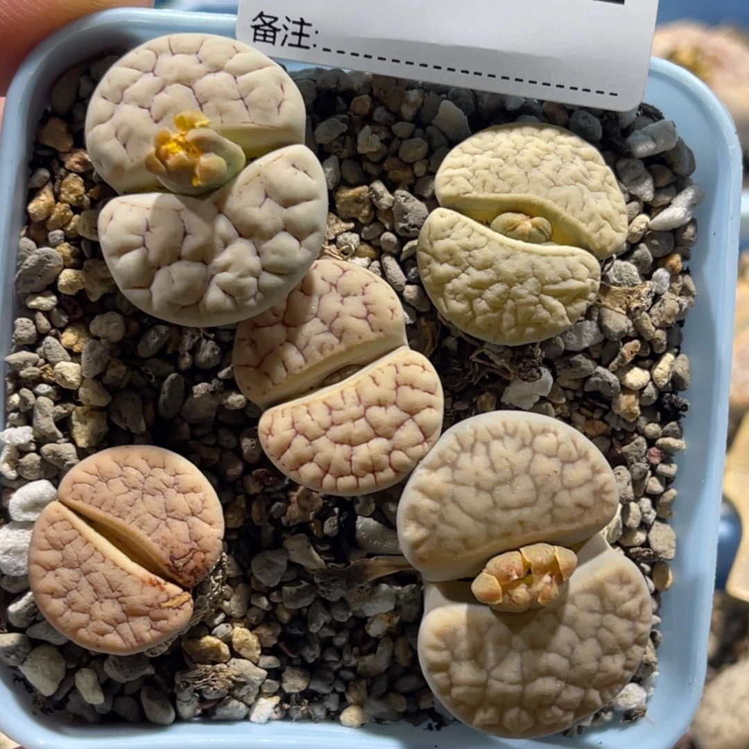 3012荒混5颗尺寸2.2