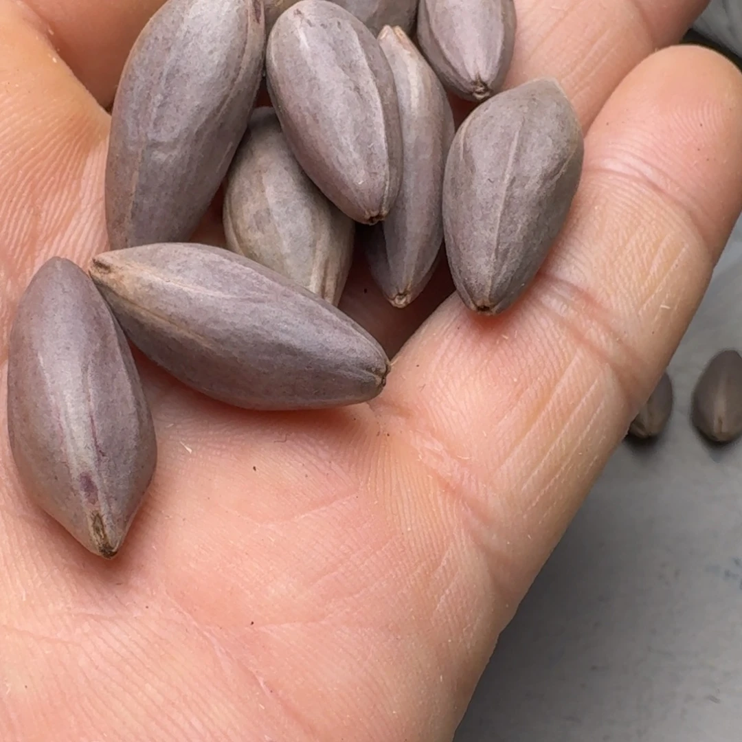 馬***壶橄榄核手串橄榄核