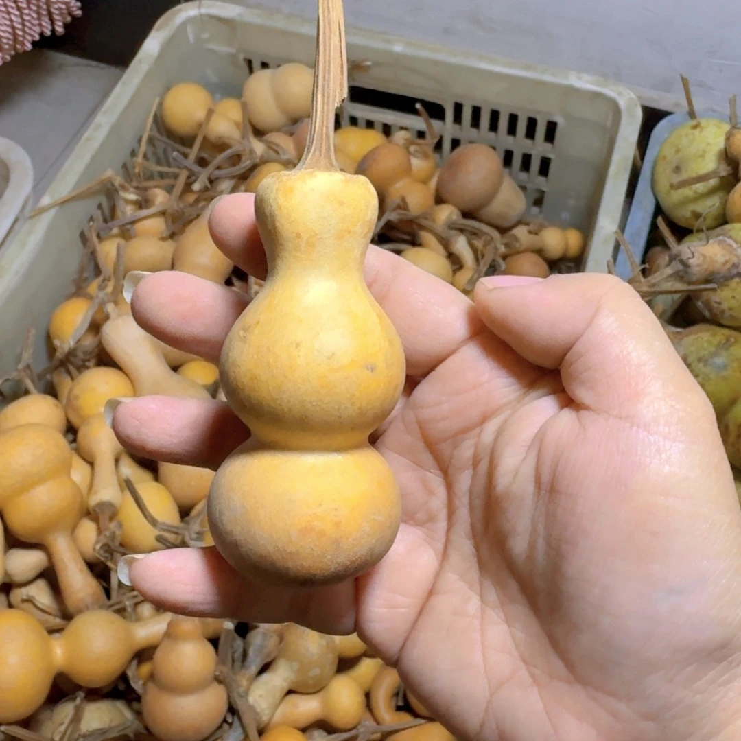 晨***星青皮葫芦瑕疵品不退不换不保成