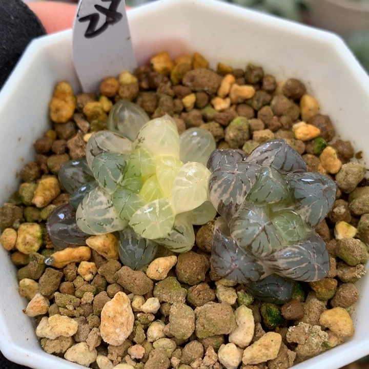 姬玉露锦，带盆发货