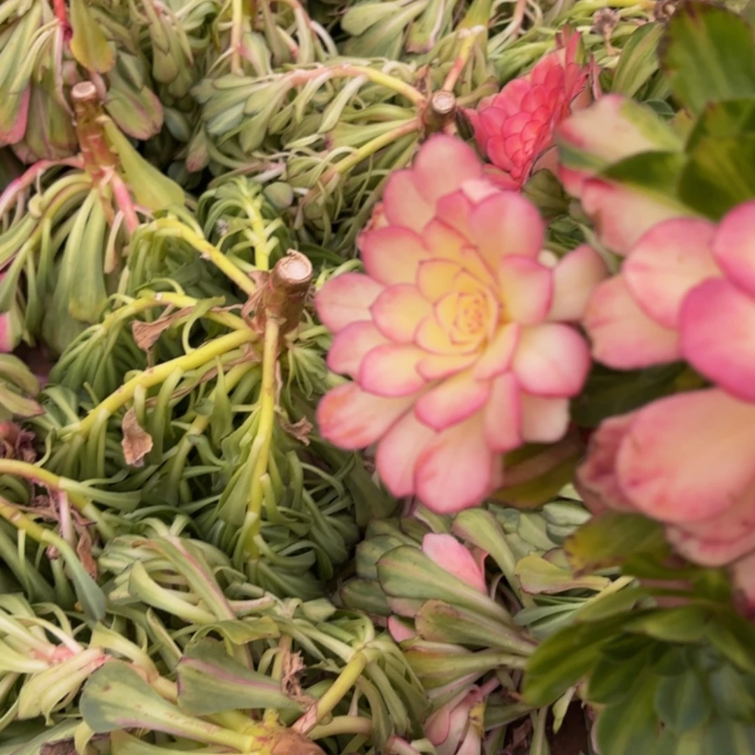 哈哈多肉葡萄福利来333