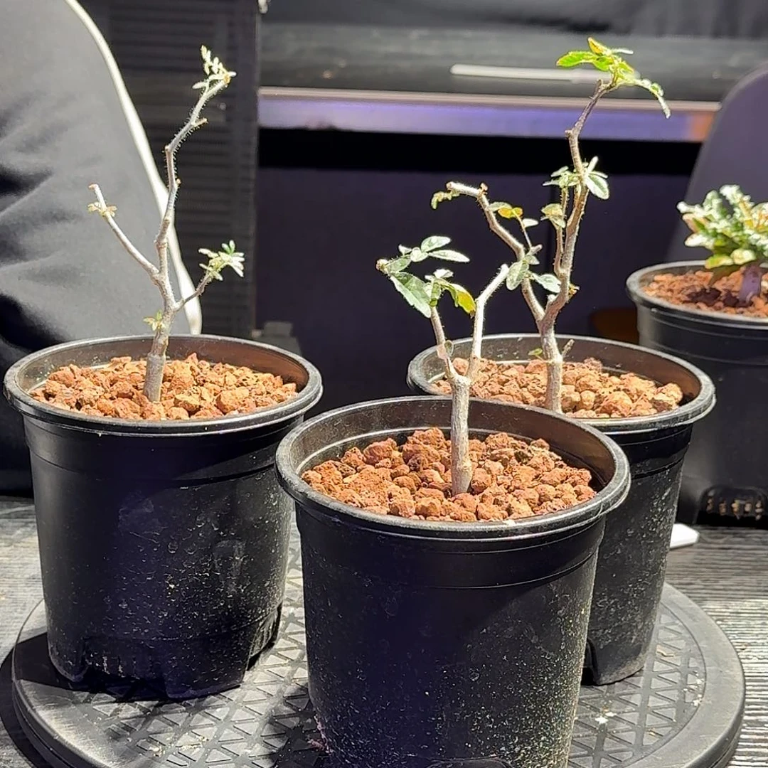 念***_滔天没药实生一个