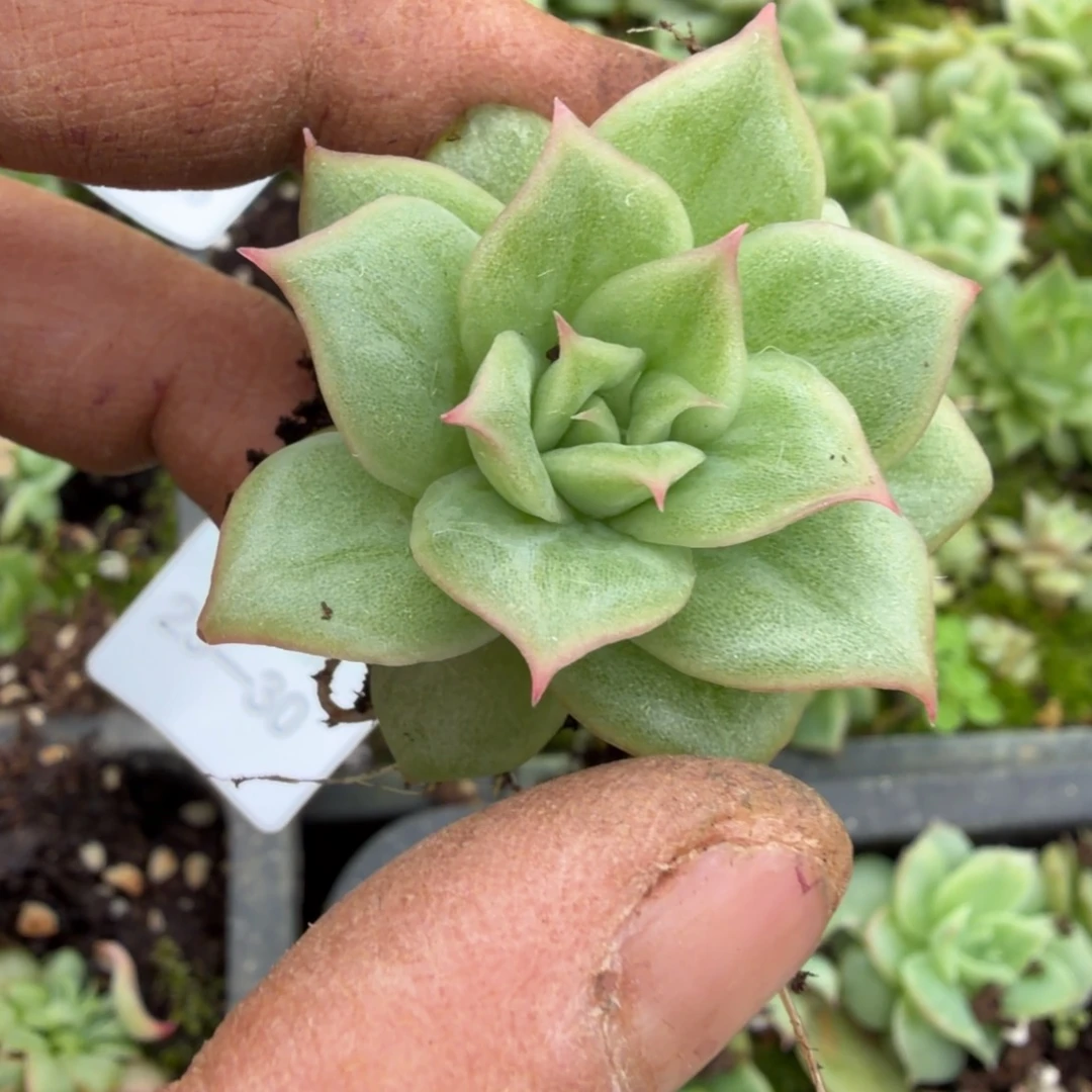 23-30月影突起一颗量拍
