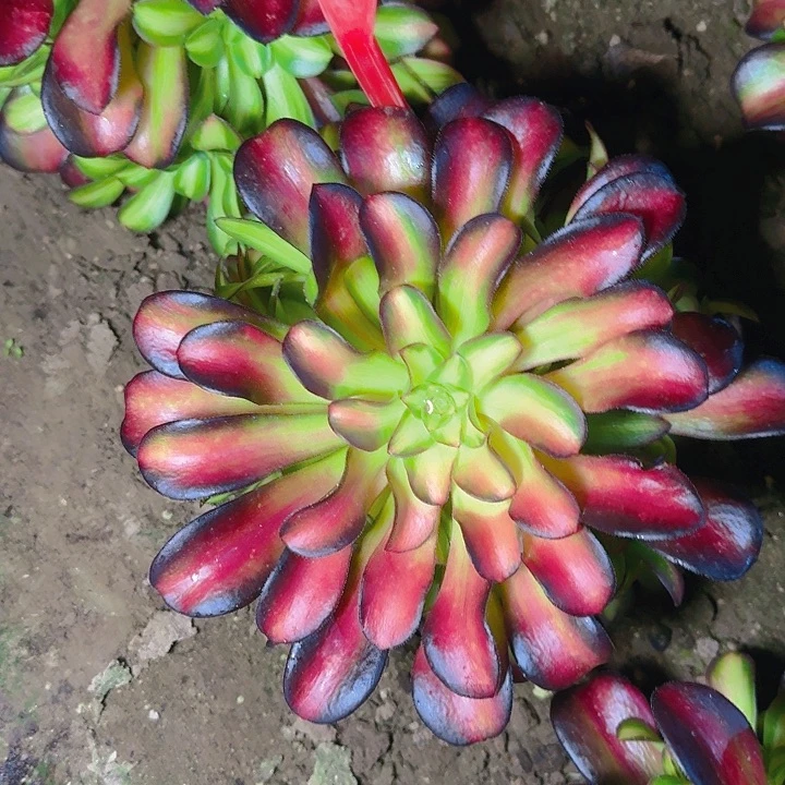 2-222夕阳多肉法师