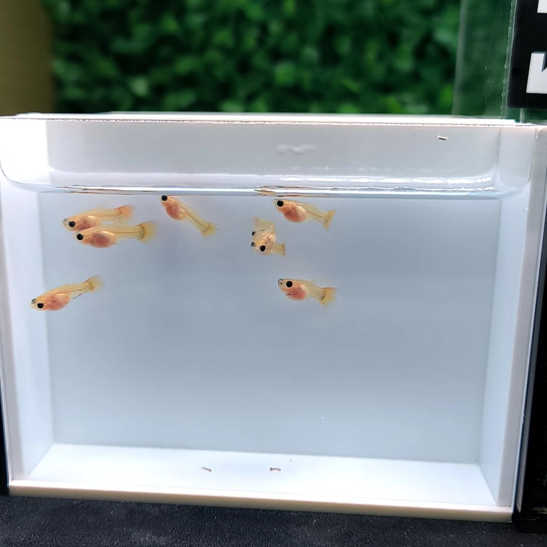 孔雀鱼皇家落日苗子8条含两条备损