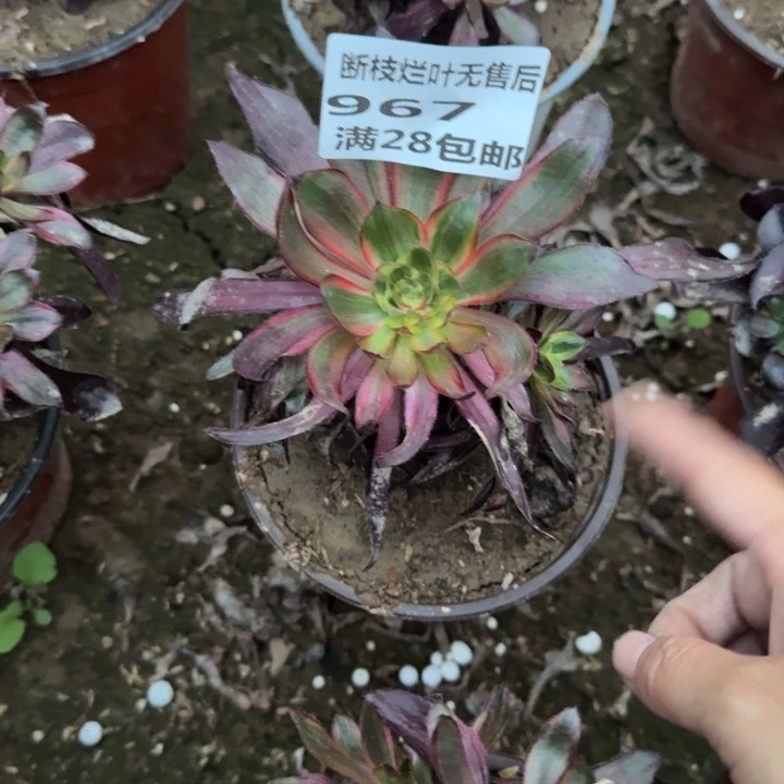 967三号棚火凤多肉A