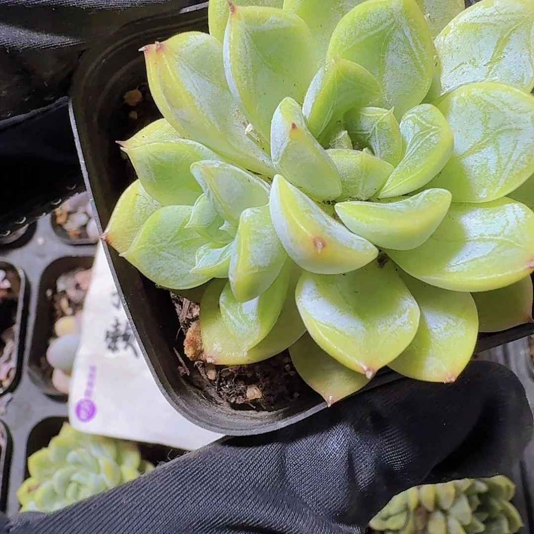 百达翡翠多肉植物