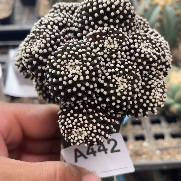 仙人球松针牡丹442号