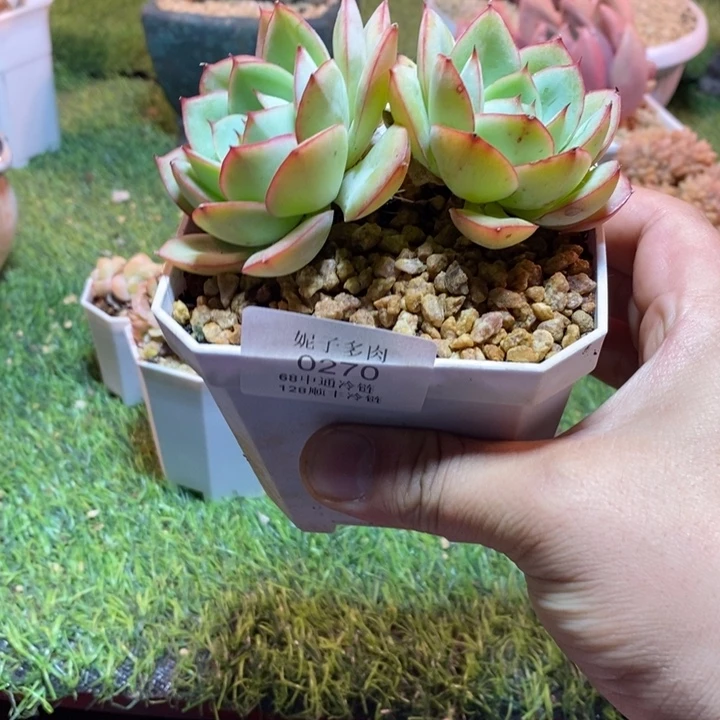 0270啊啊啊啊啊啊啊啊啊啊