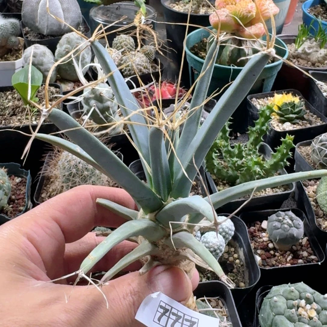 777光山脱土发货实生