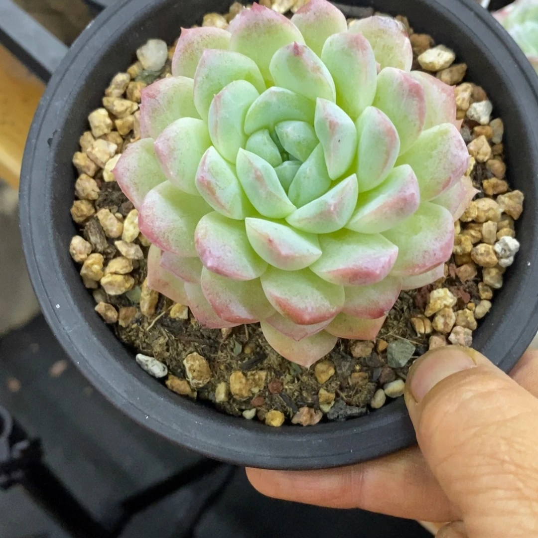 精品多肉一物一拍不包整206