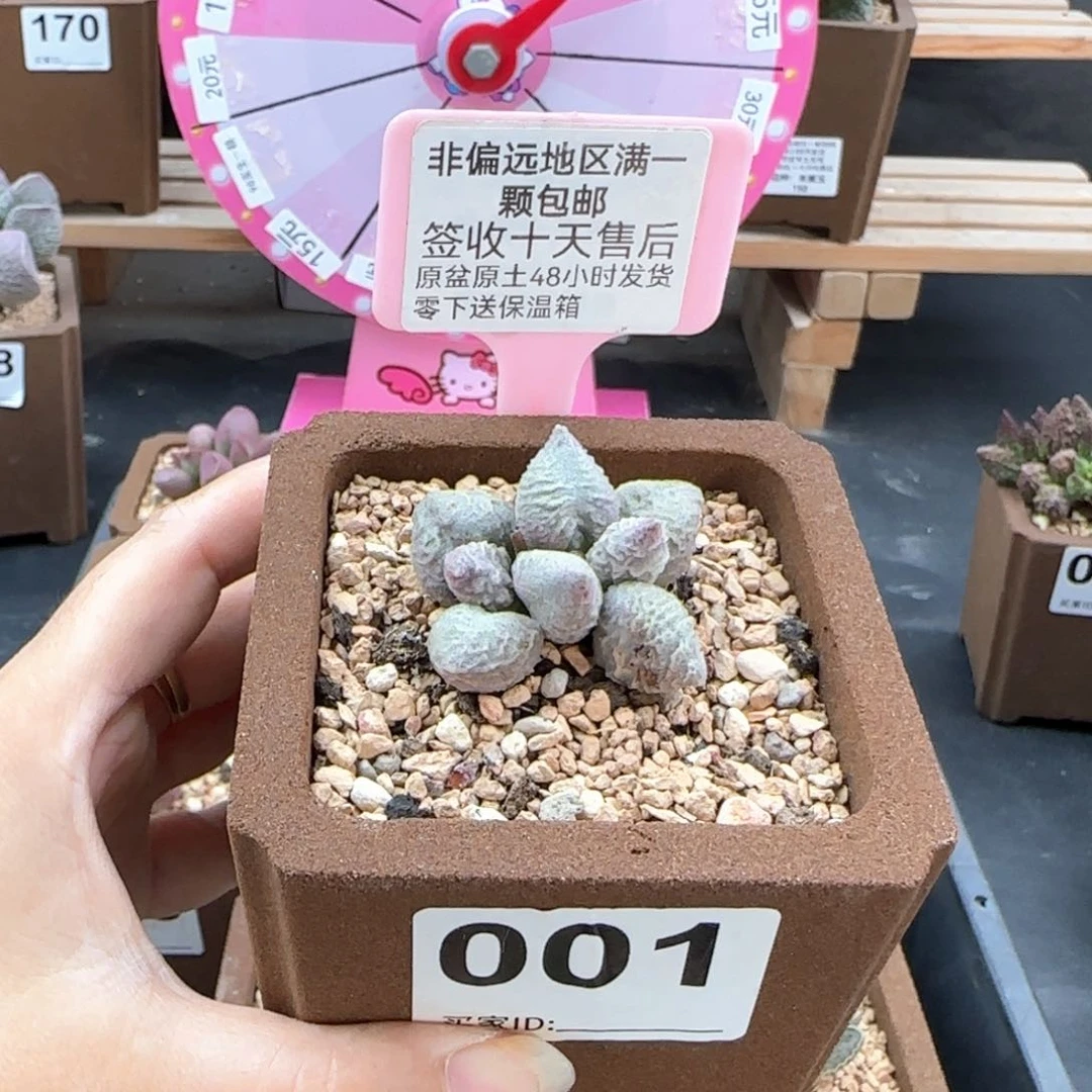 001倒刺微瑕多肉植物