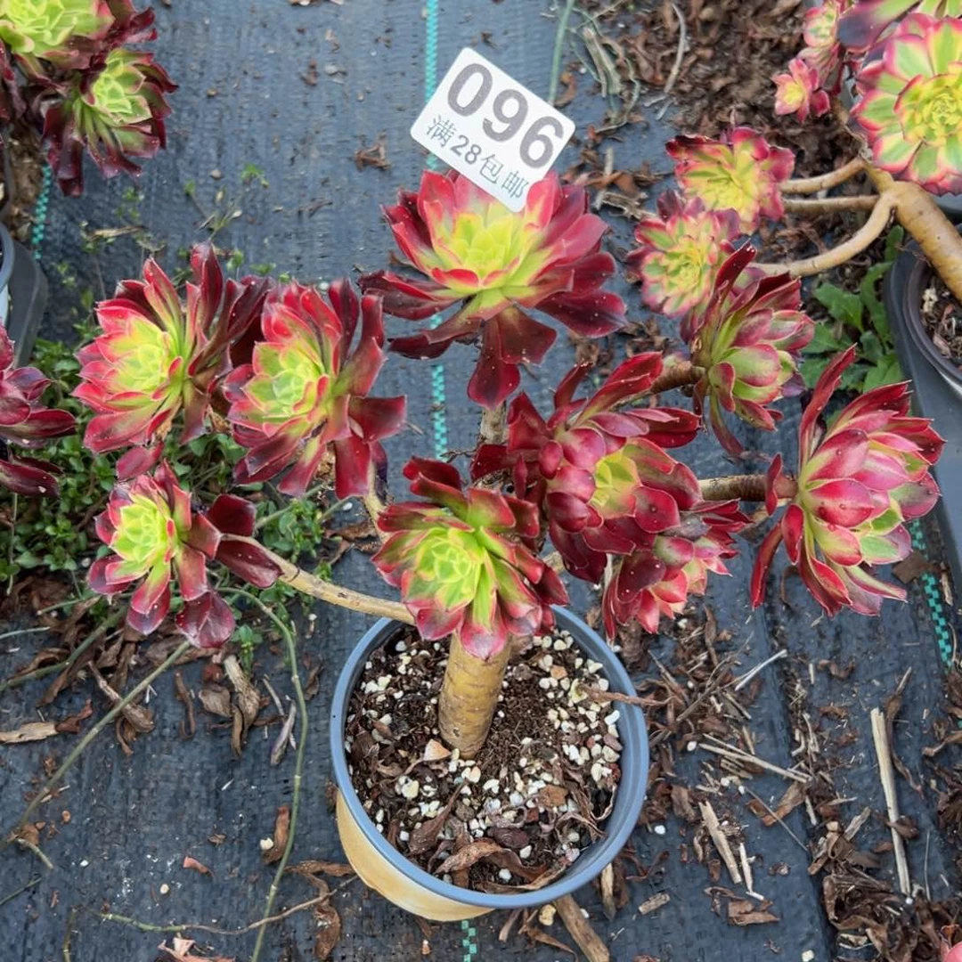 多肉植物096无售后