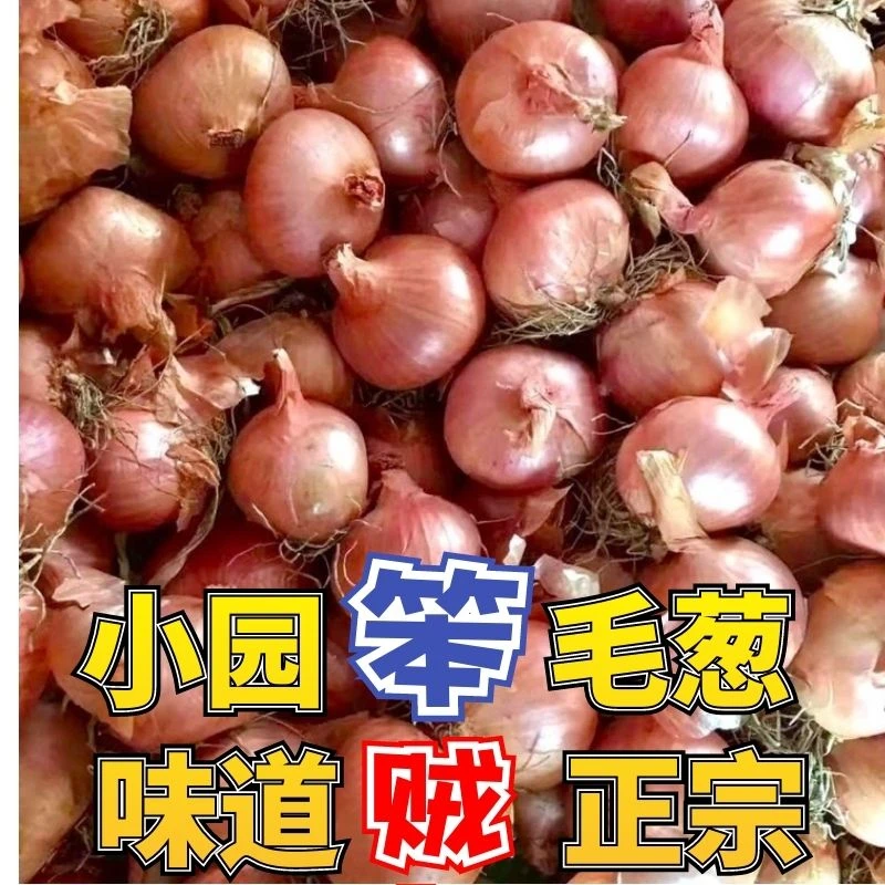【新店半价】正宗东北笨小毛葱红葱头农家蔬菜批发1/3/5斤包邮