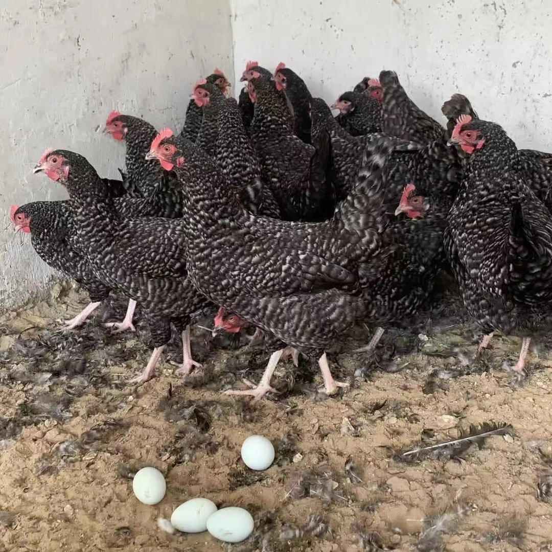 10只装黑芦花单只半斤发货绿壳蛋鸡乌骨黑肉土鸡脱温疫苗齐青年鸡