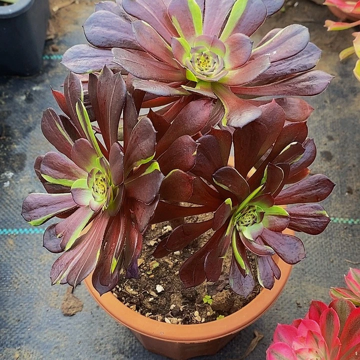 花萝莉多肉植物法师