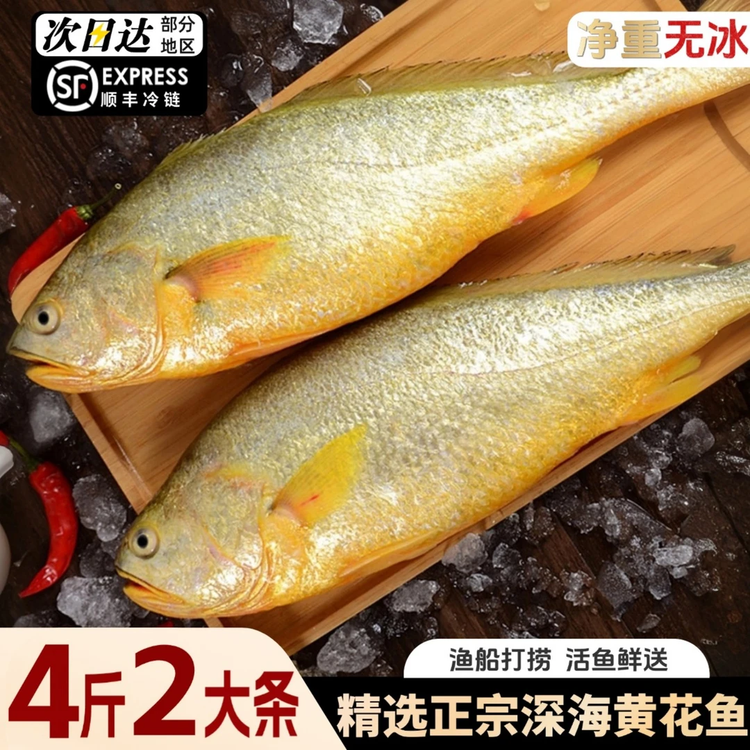 顺丰次日达【2条装】渤海大黄花鱼（顺丰冷链）鲜活冷冻生鲜2斤/条