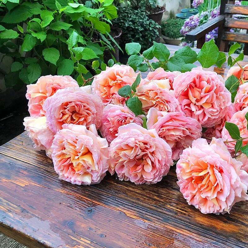 亚伯拉罕爬藤1.5米左右大苗土球发货