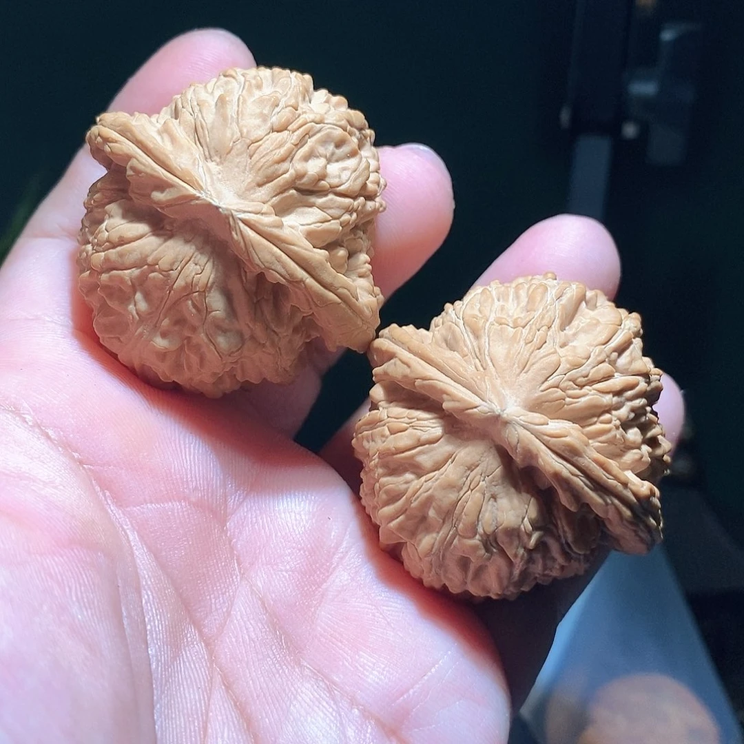 把件文玩核桃46白狮子全品