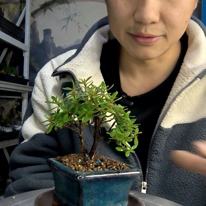 芃**麻中青园艺一物一拍176