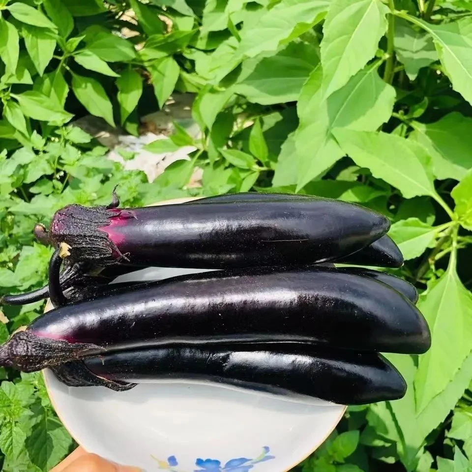 东北紫茄子老式紫把茄子紫裤长茄软糯香甜现摘现发大茄子蔬菜包邮