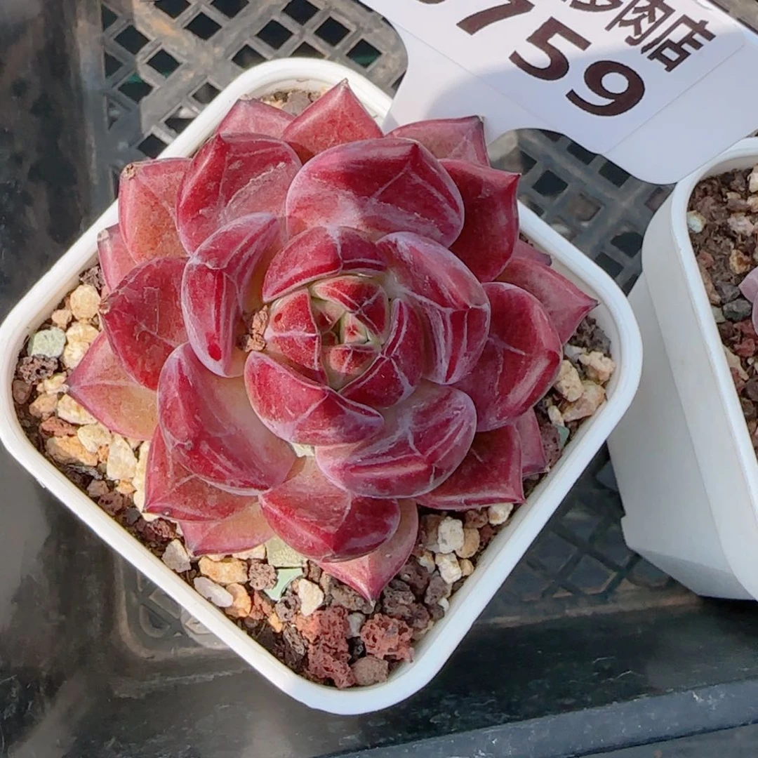 多肉植物0759…………