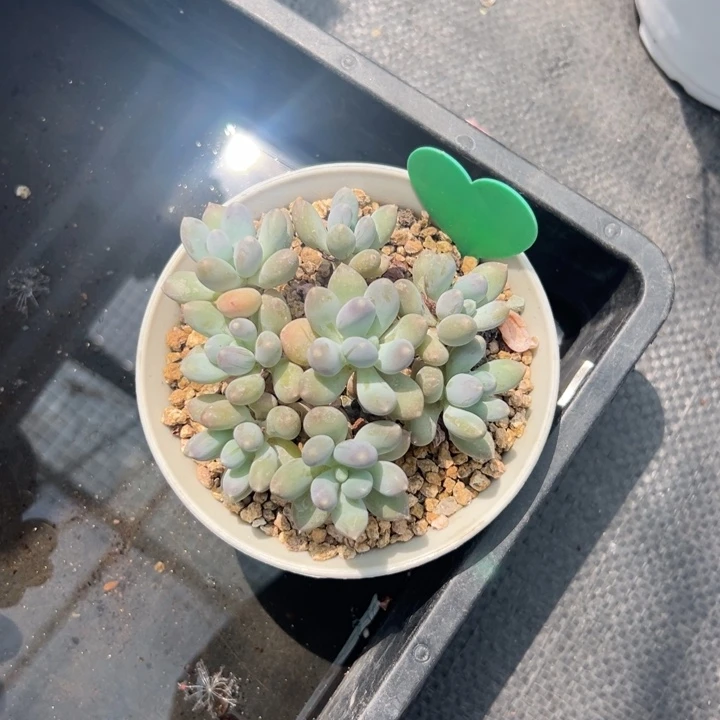 无花朵金*多肉葡萄等经济林木