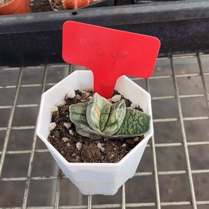 我也不知道怎么说