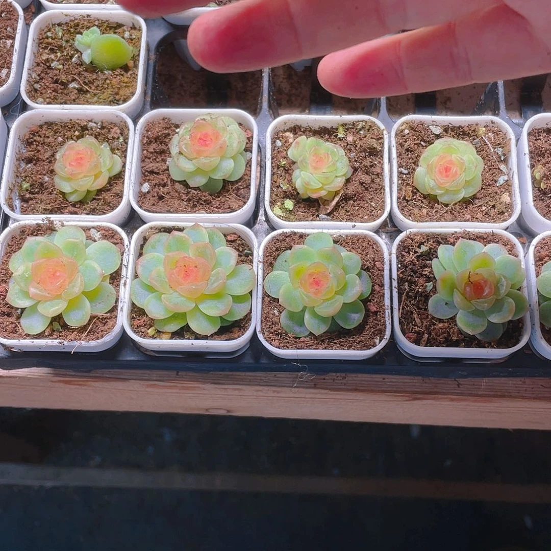 无尽灯状态盆一个满25包邮