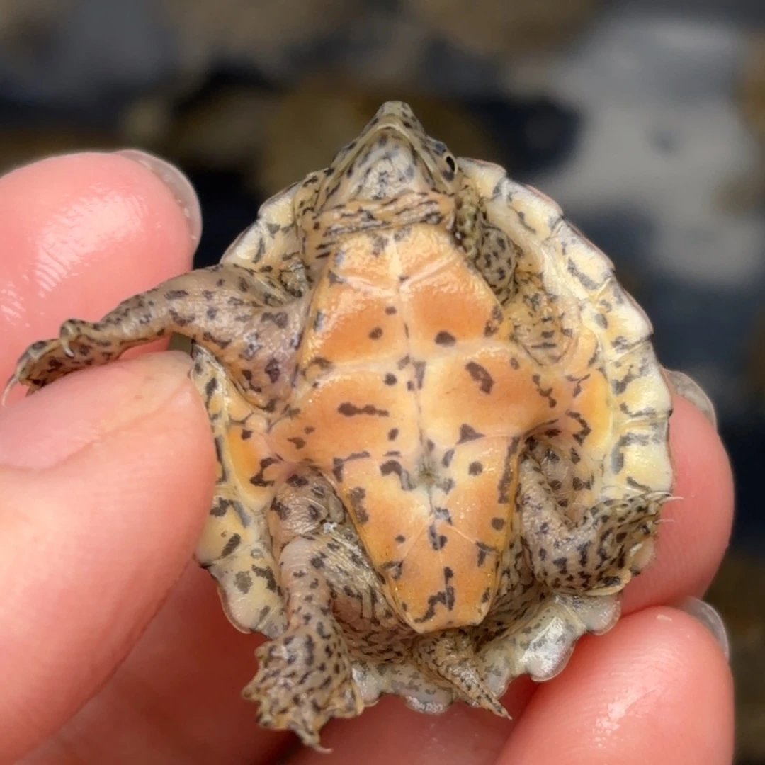 宠物龟不分公母s12全品双满纹粗纹大尾巴鼎级黑刀