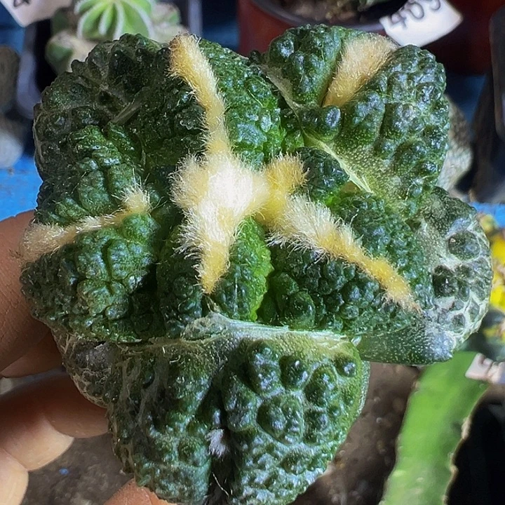 龟甲连山076仙人球