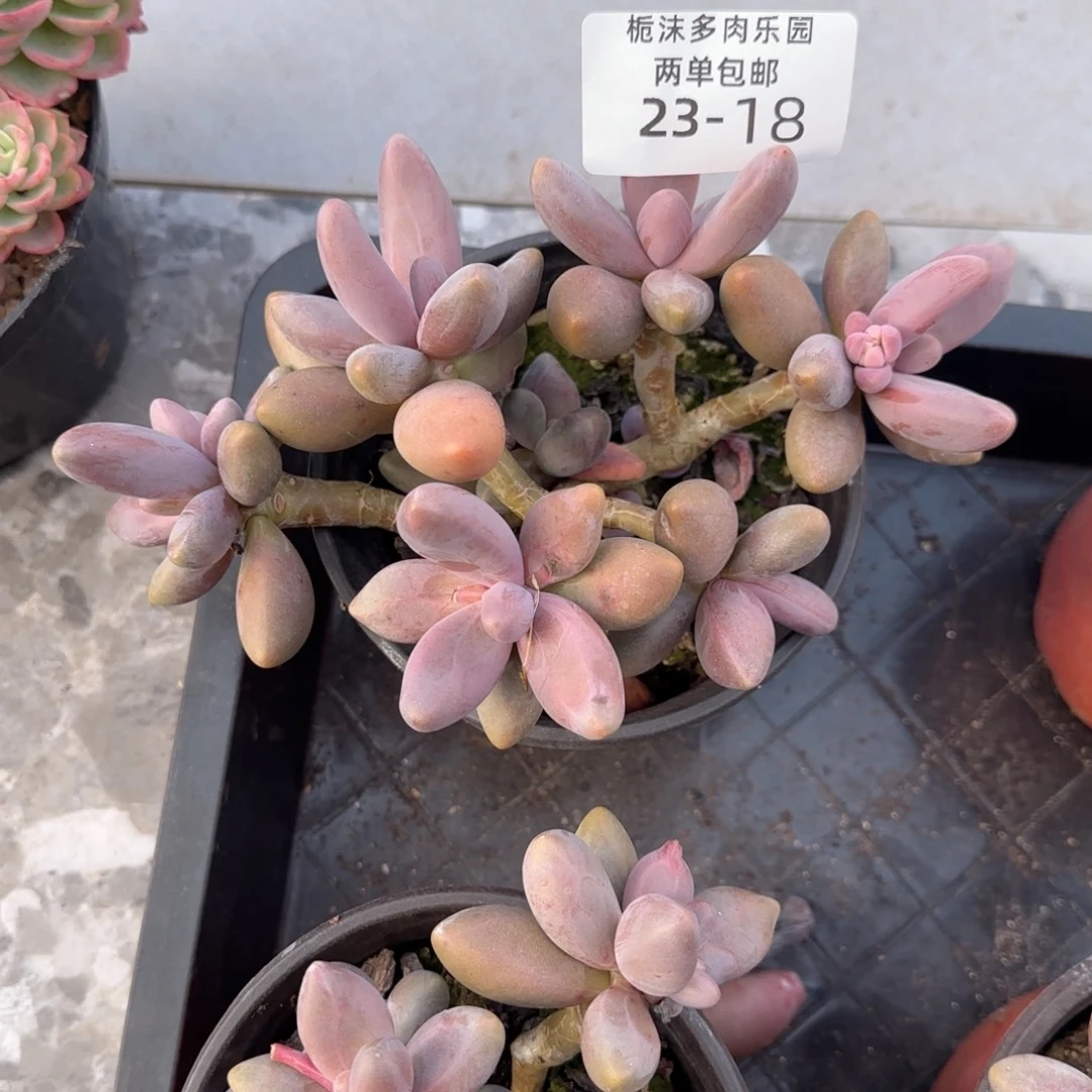 .****23-18红手指多肉植物