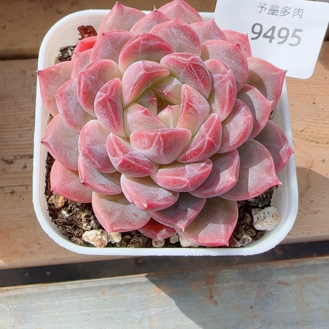 糯心冰魄，9495多肉植物