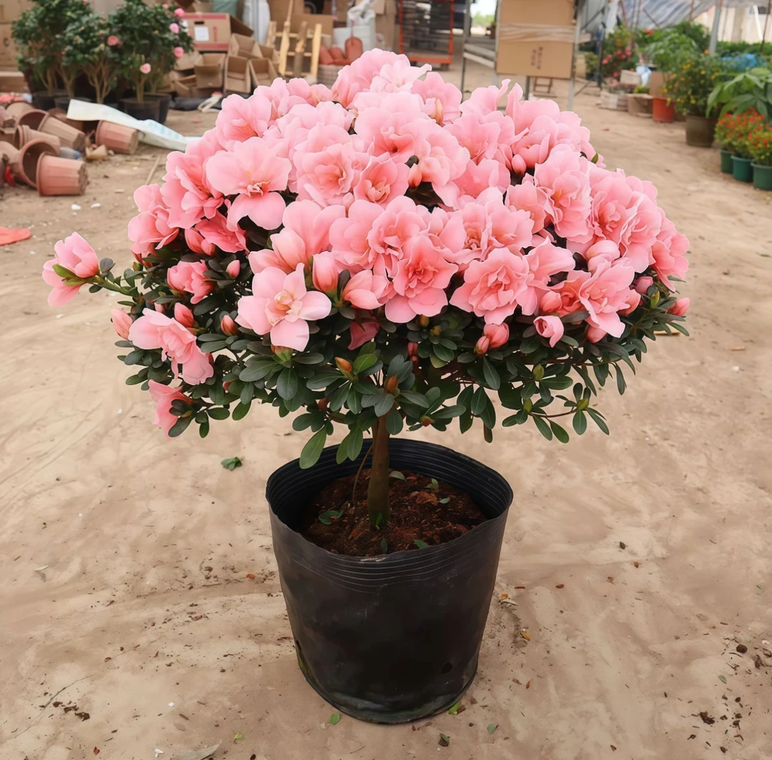 【粉杜鹃】盆栽室内外绿植庭院阳台花卉好养植物