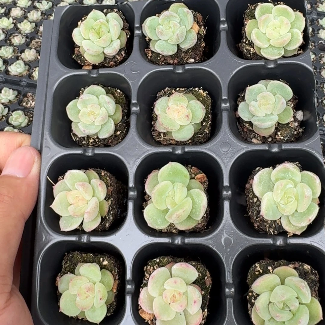 如图钻石珍妮母本杂穴盘一份量拍