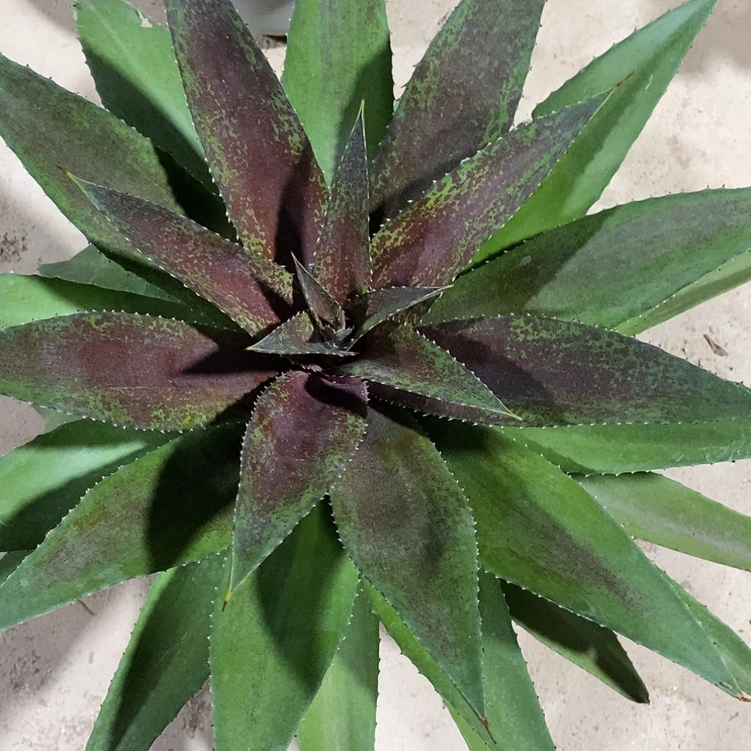 无花朵红色风暴一物一拍