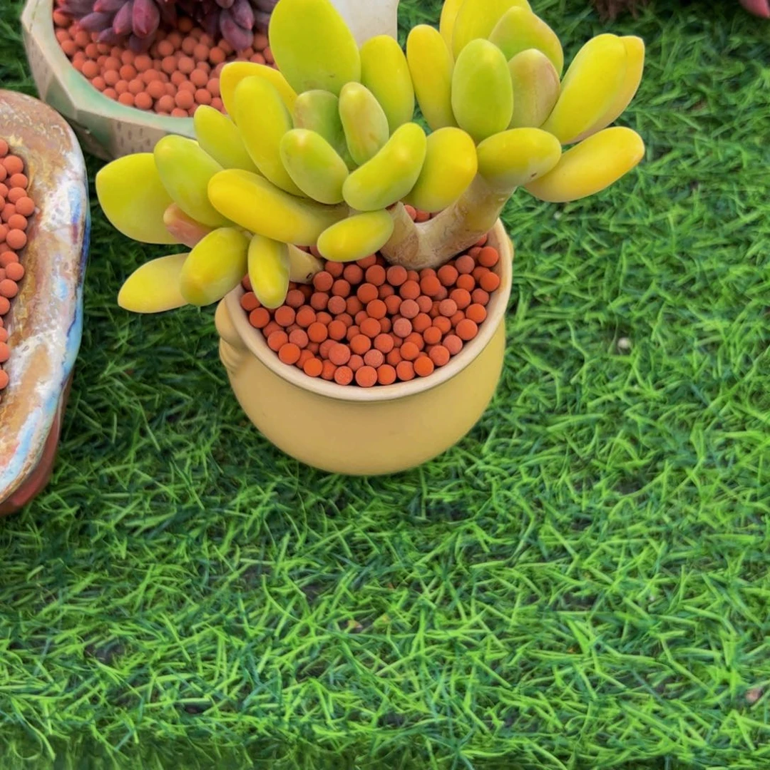 *****KK美人三头多肉植物