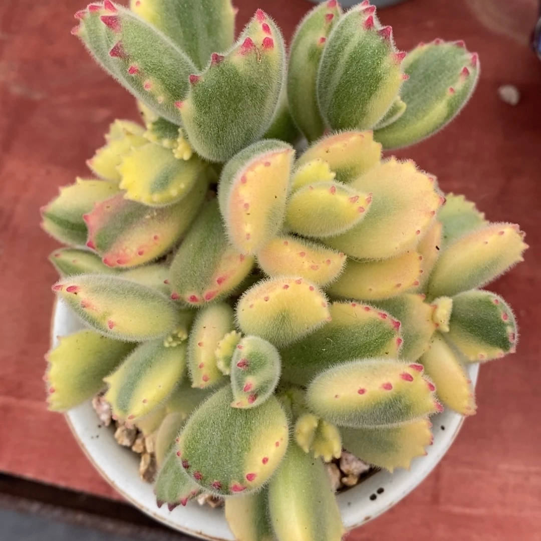 彩熊一物一拍所见即所得