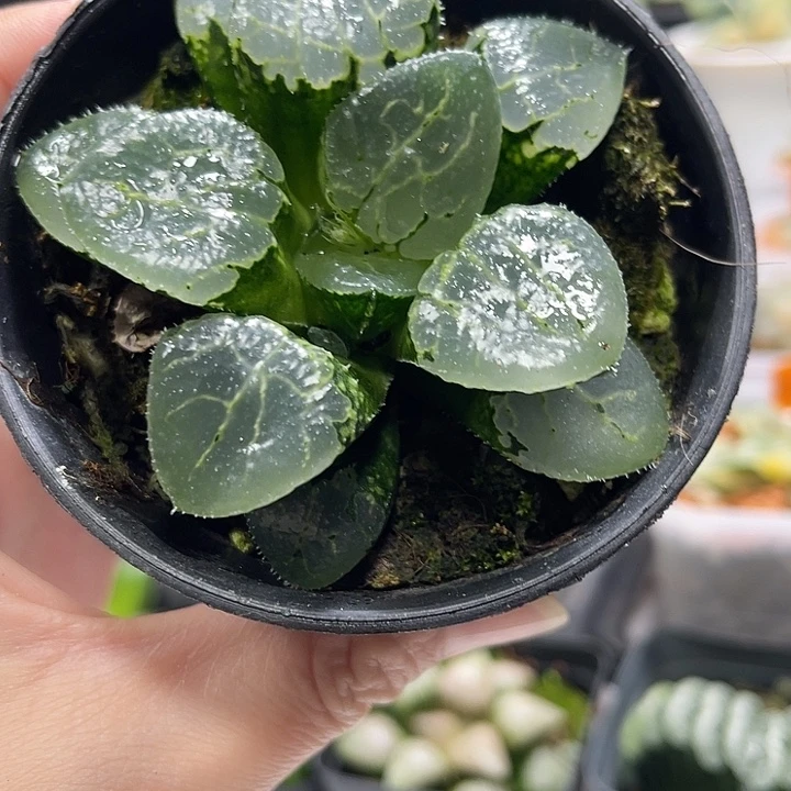 十二卷多肉植物沁影
