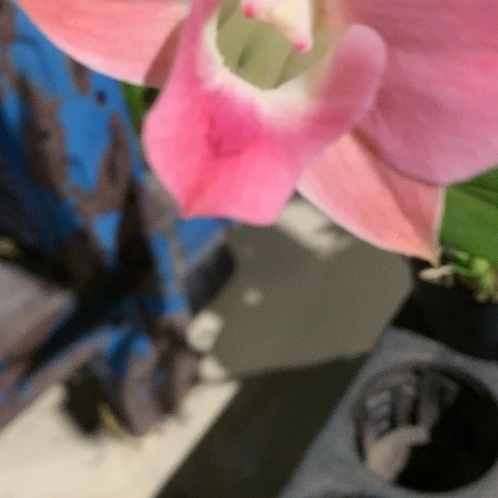 完全开放新品啵啵桃大小4苗，花叶不包损