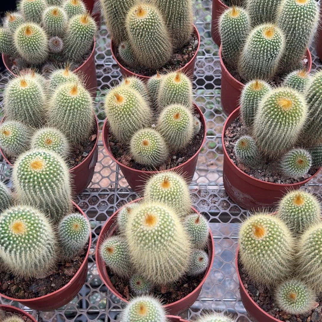 实生根金丝猴随机一颗。