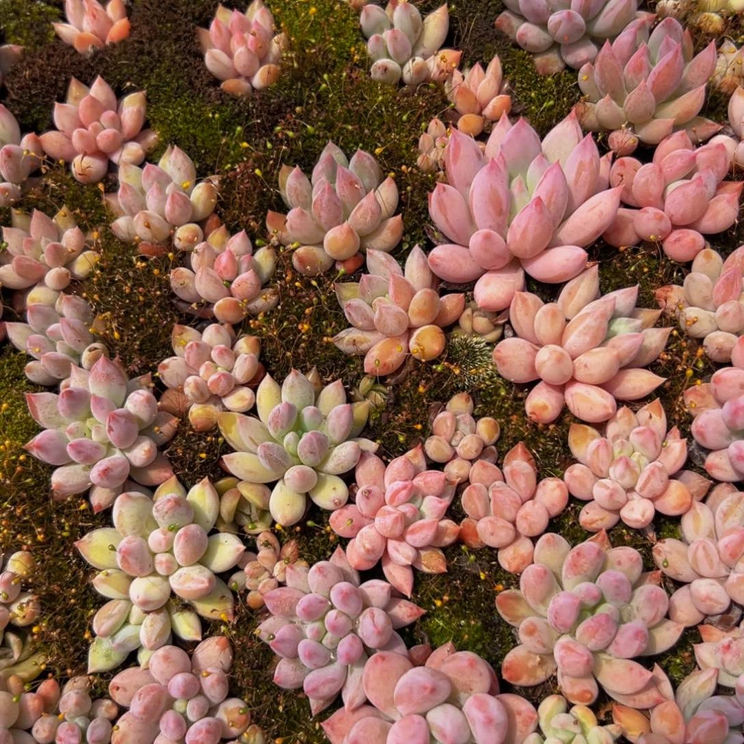 多肉系列产品水晶球10 颗