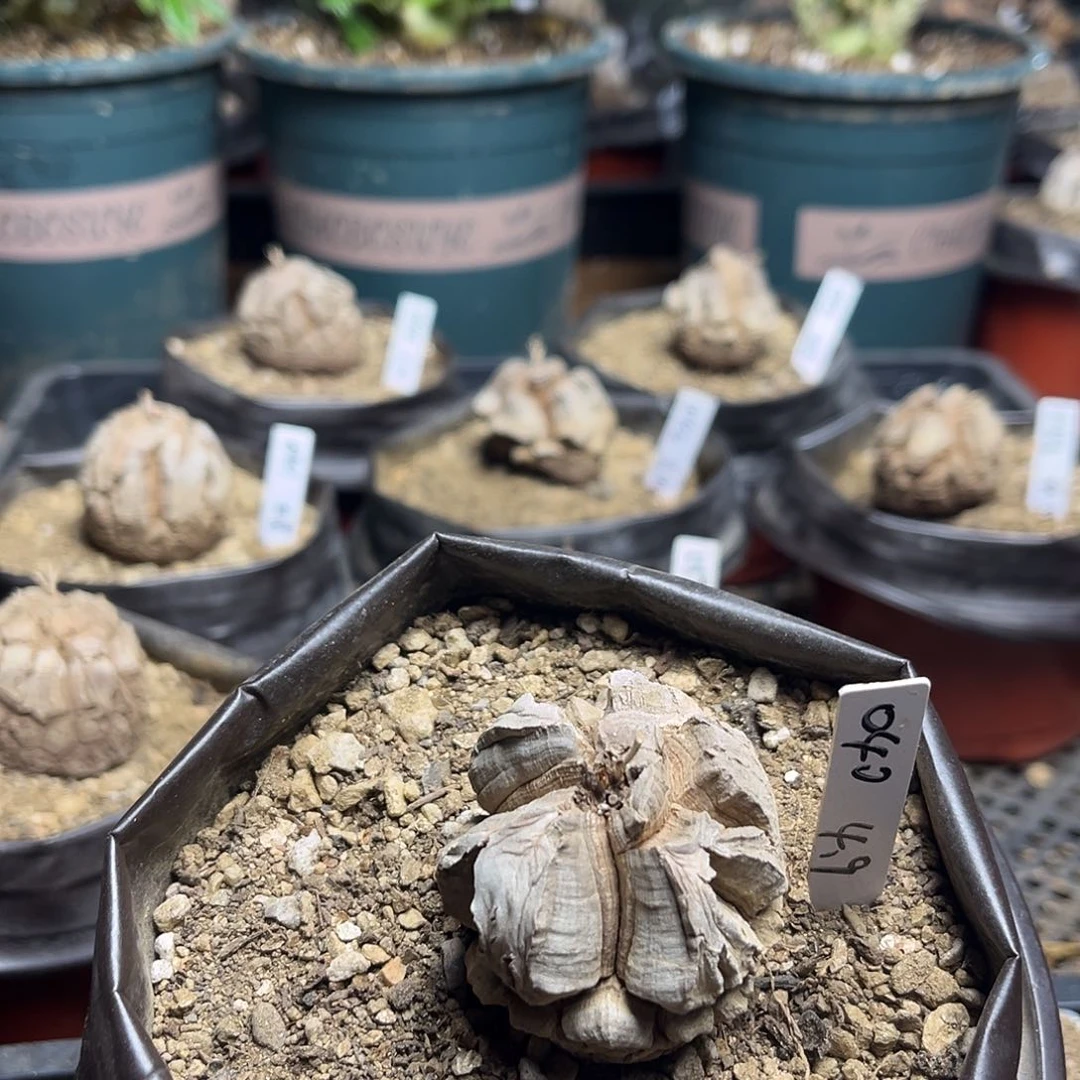 040南非块根龟甲龙