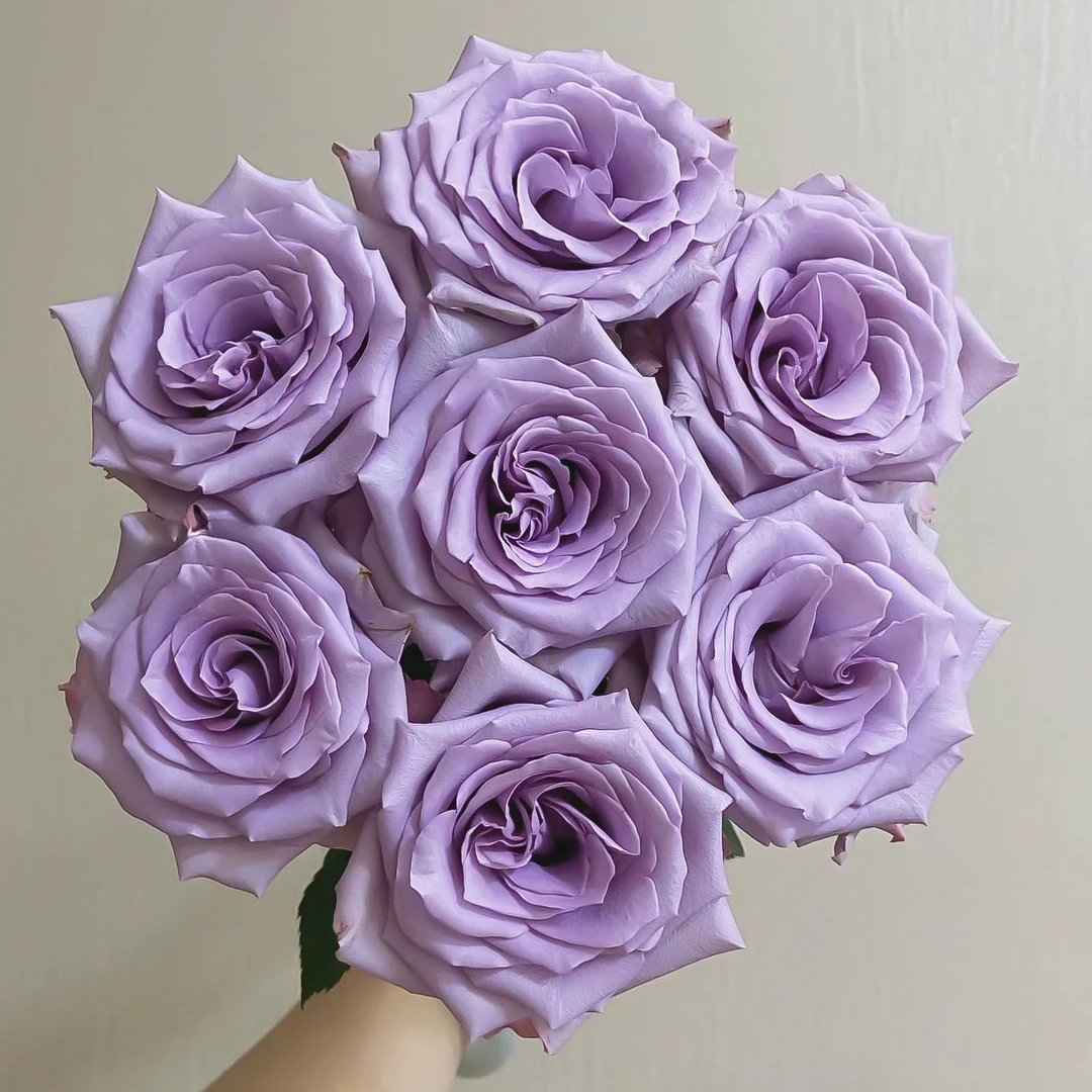 海洋之歌玫瑰20枝【1单包邮】云南鲜花