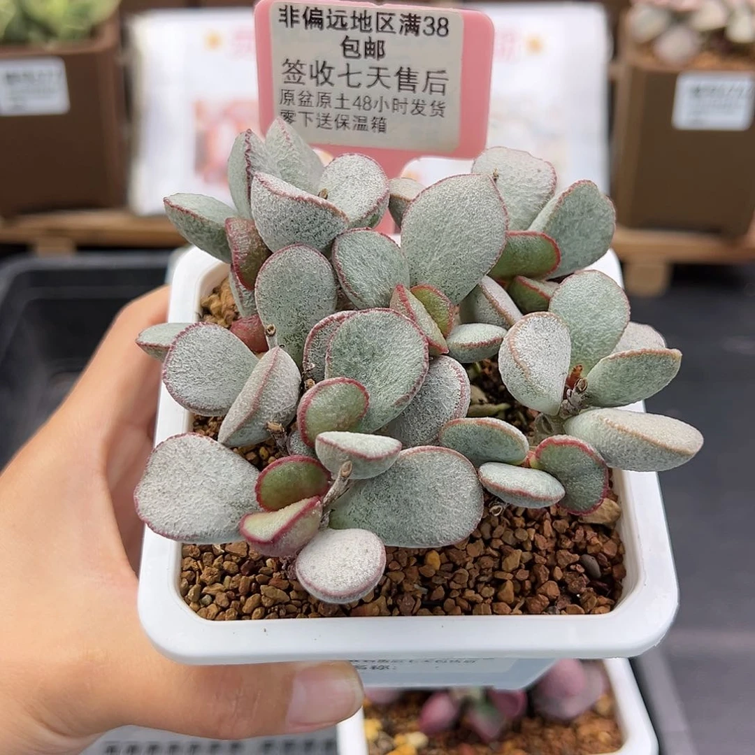 055春彩多肉植物