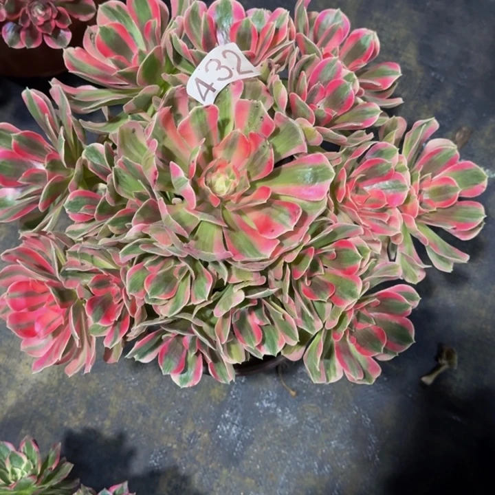 00000000000432女郎福利价