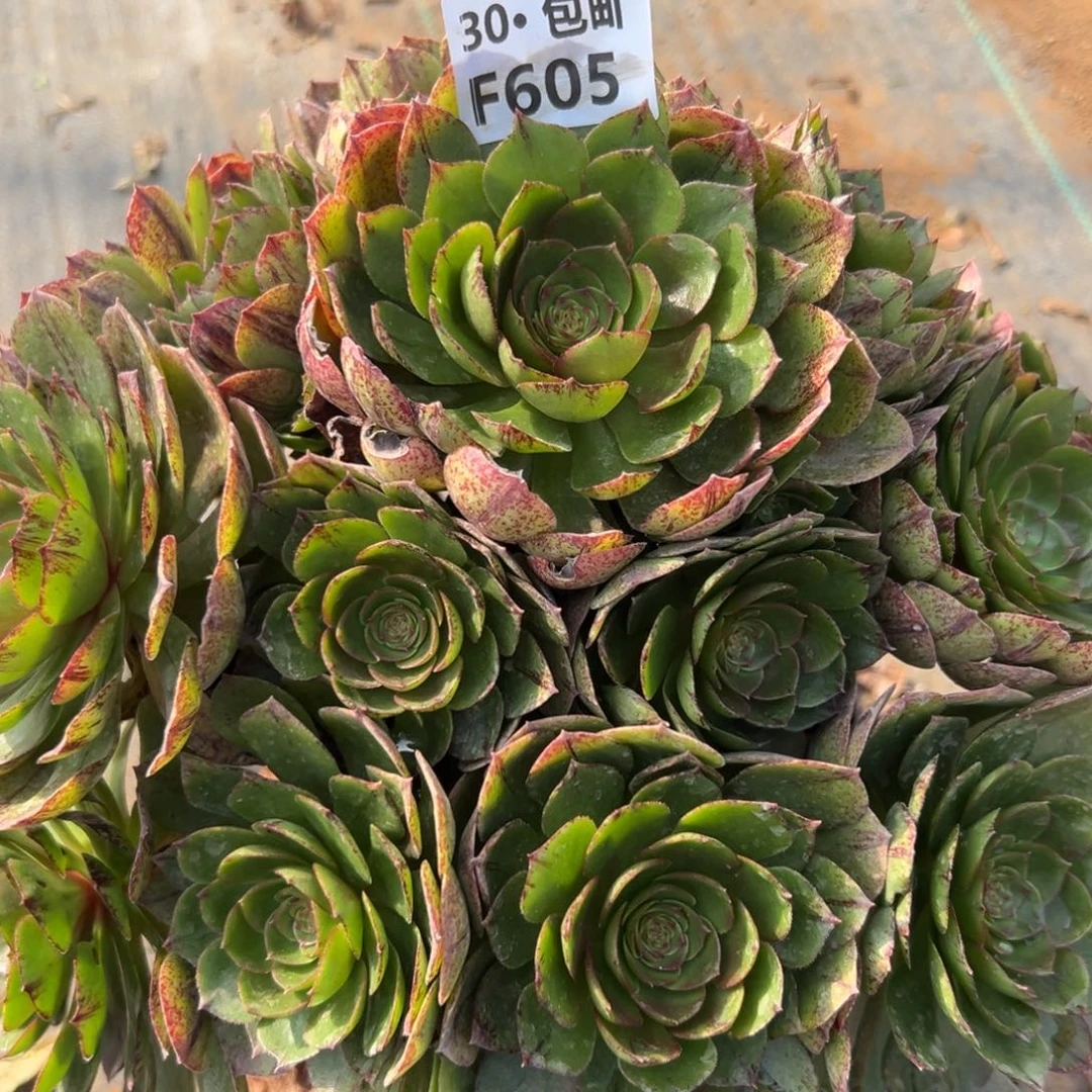 万拉丝多肉法师605