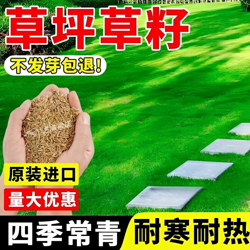 草坪草籽护坡狗牙根马尼拉四季常青庭院地毯草皮绿化黑麦草种子孑