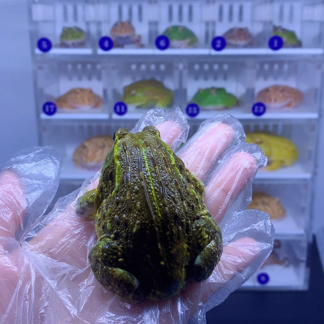 角蛙闪购角蛙专拍链接